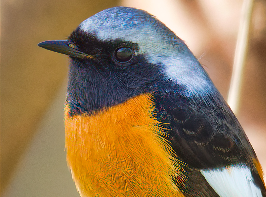 ジョウビタキ（♂）