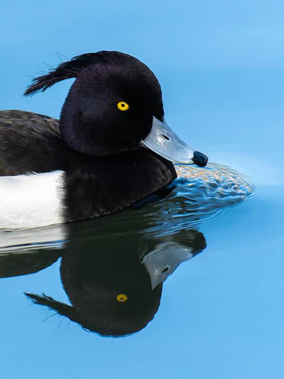 キンクロハジロ