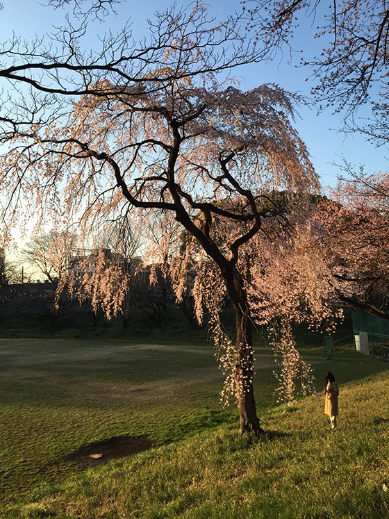 桜の木の下に佇む乙女
