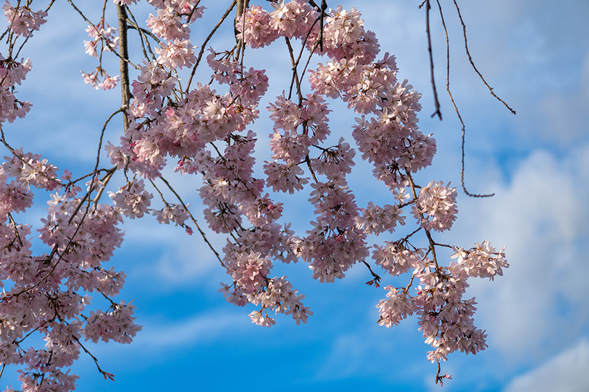 青空に枝垂れ桜