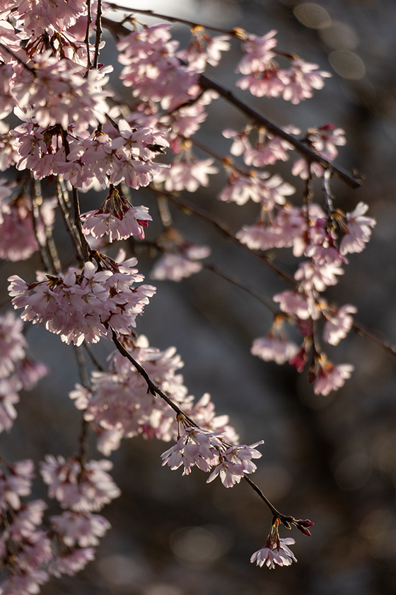 しだれ桜