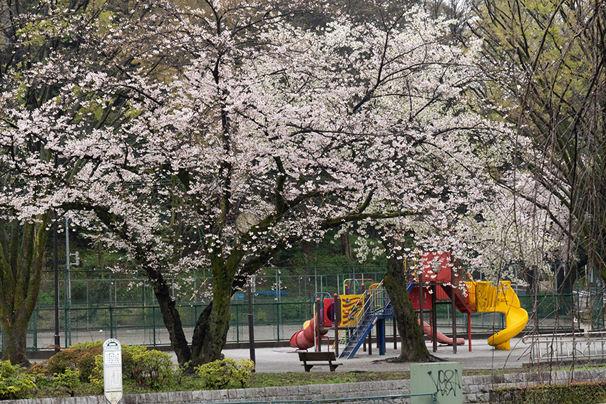 遊具と桜