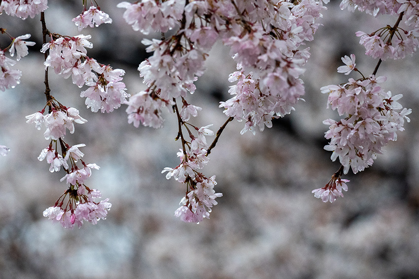 雨のしだれ桜