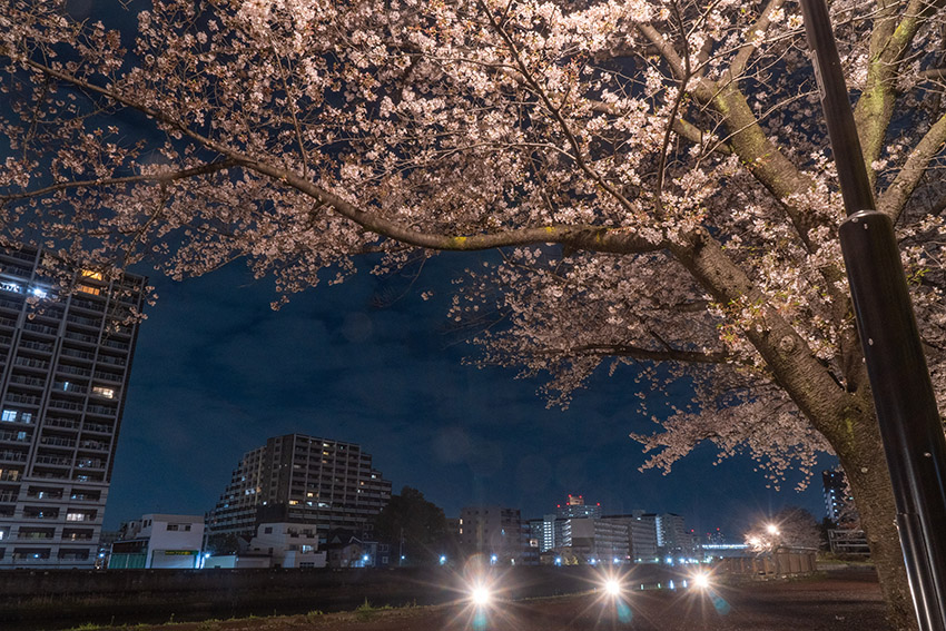 夜桜