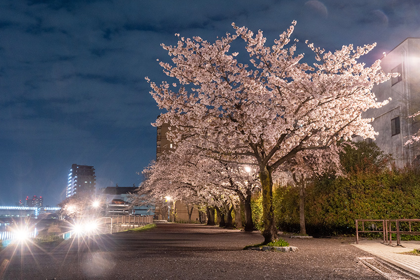 夜の遊歩道