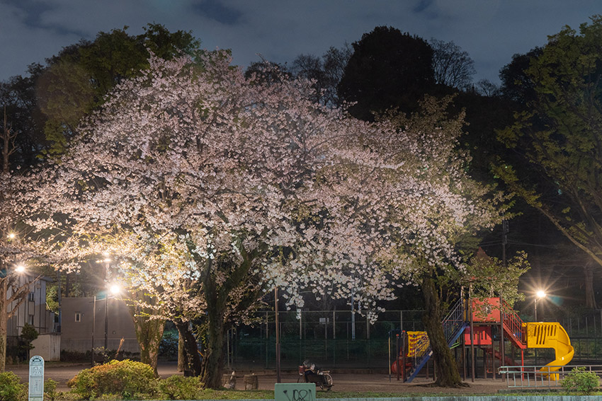 夜の遊具と桜