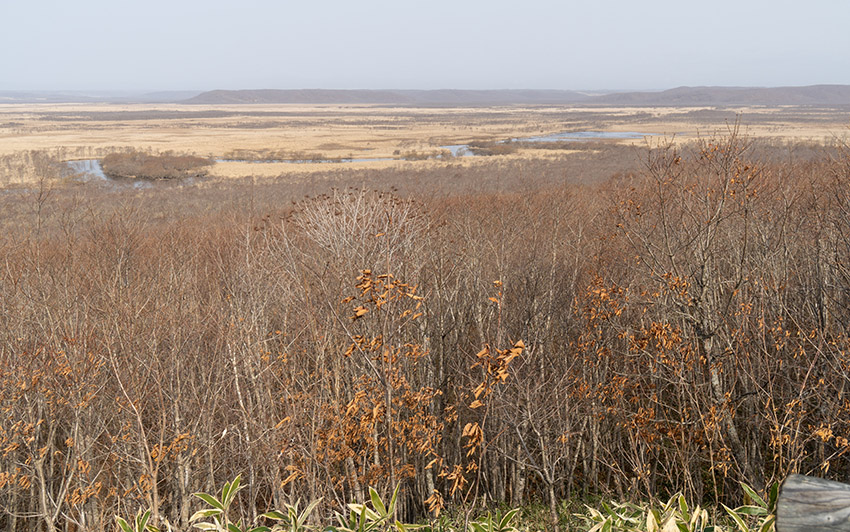 見渡す限り湿原が広がります