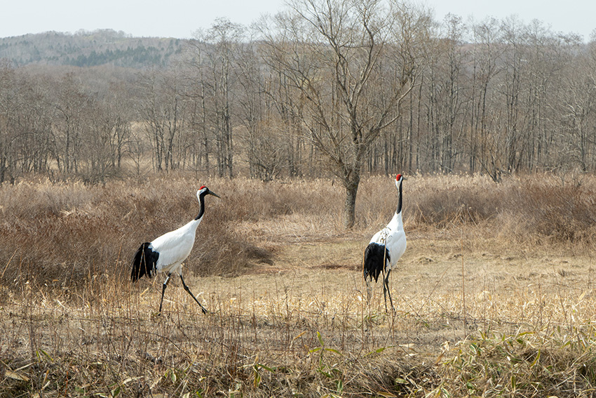 野生のタンチョウ