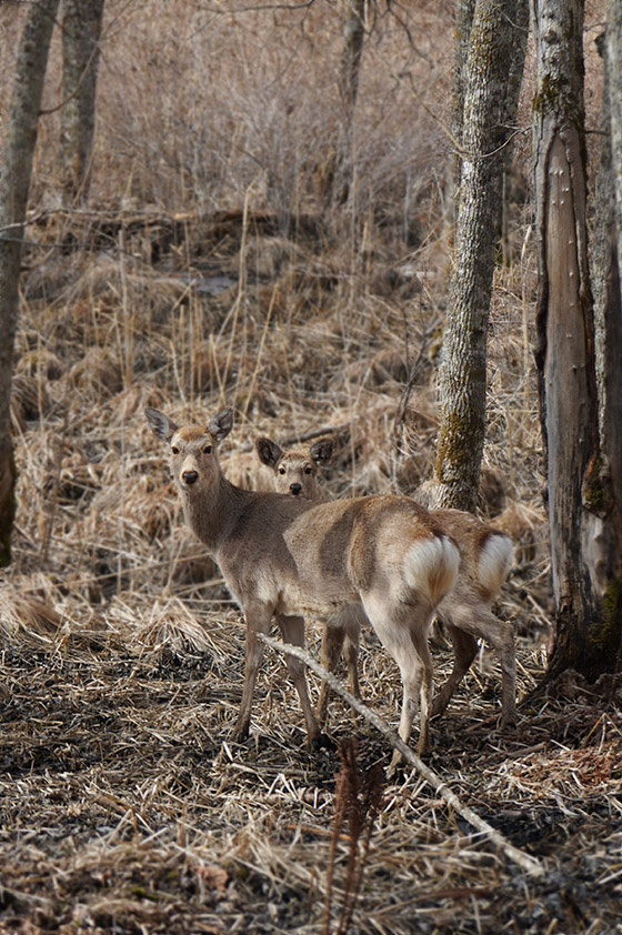 エゾシカ