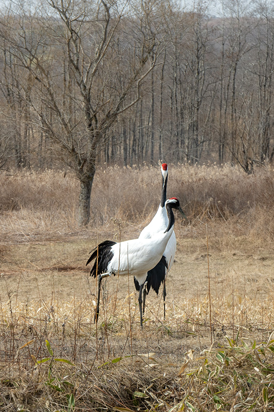 タンチョウ二羽