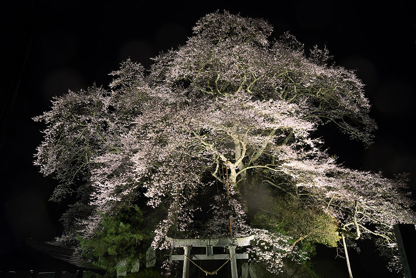 新殿神社の岩桜・夜