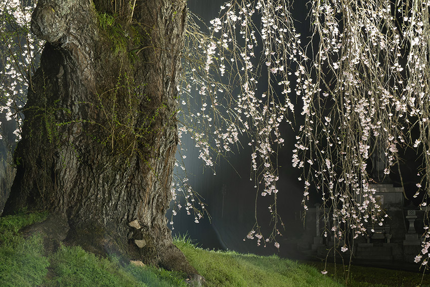 福田寺の糸桜