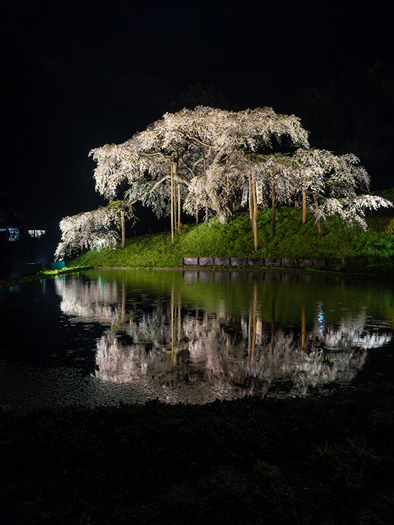 中島の地蔵桜リフレクション