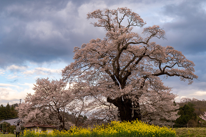 塩ノ崎の大桜