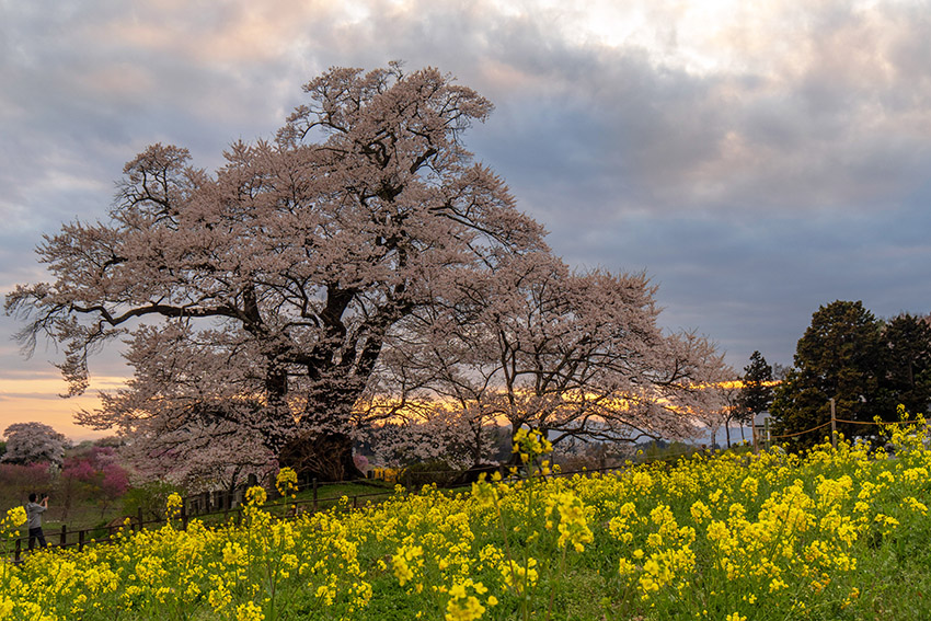 夕暮れの塩ノ崎の大桜
