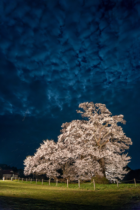 塩ノ崎の大桜ライトアップ