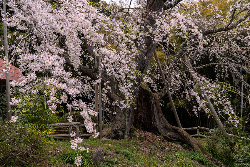 雪村桜の幹