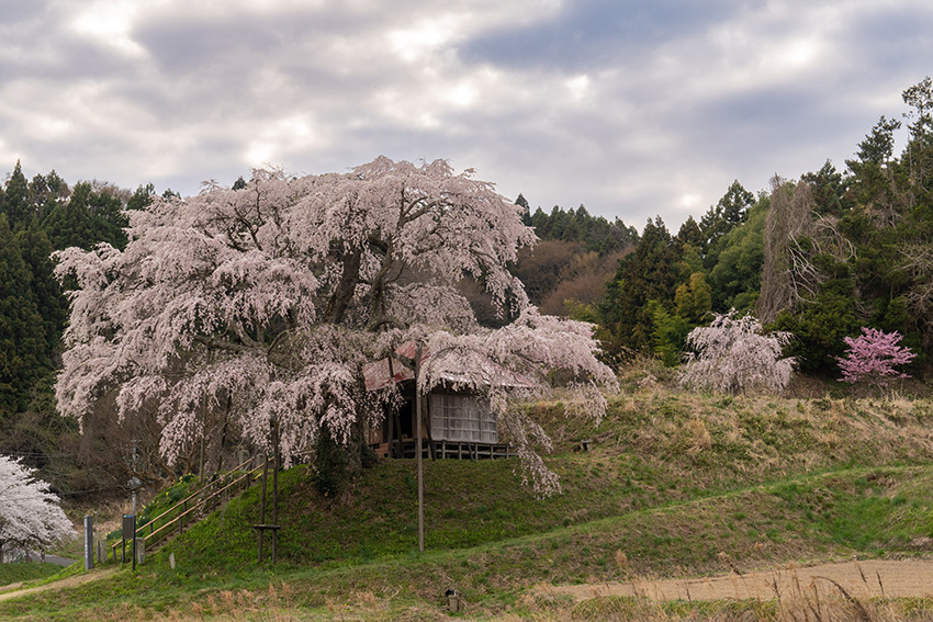 上石の不動桜－角度を変えて