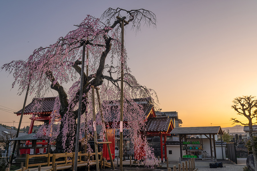 妙関寺・乙姫桜