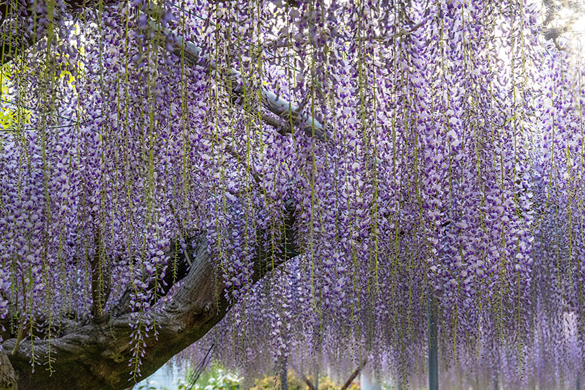 風にそよぐ花穂