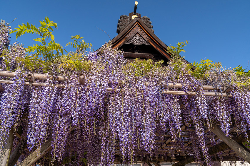 福島稲荷神社の藤