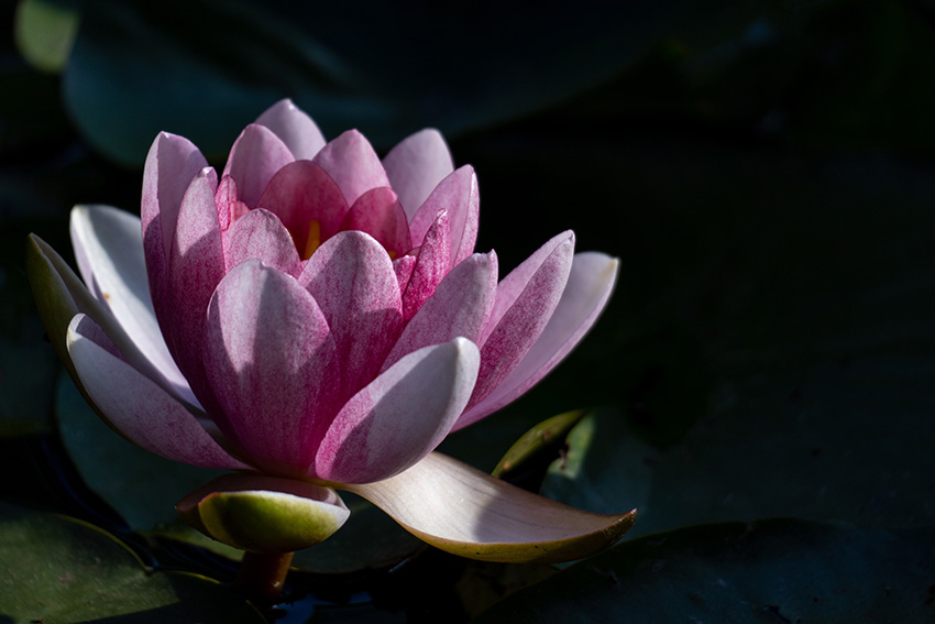 5月のカワセミ––睡蓮の池にて - sunsun fineな日々