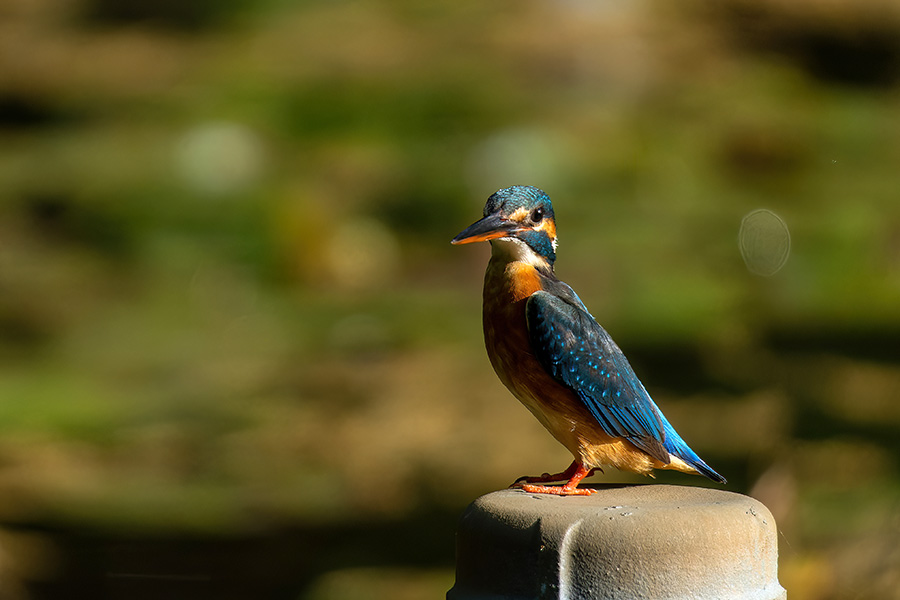 雌のカワセミ