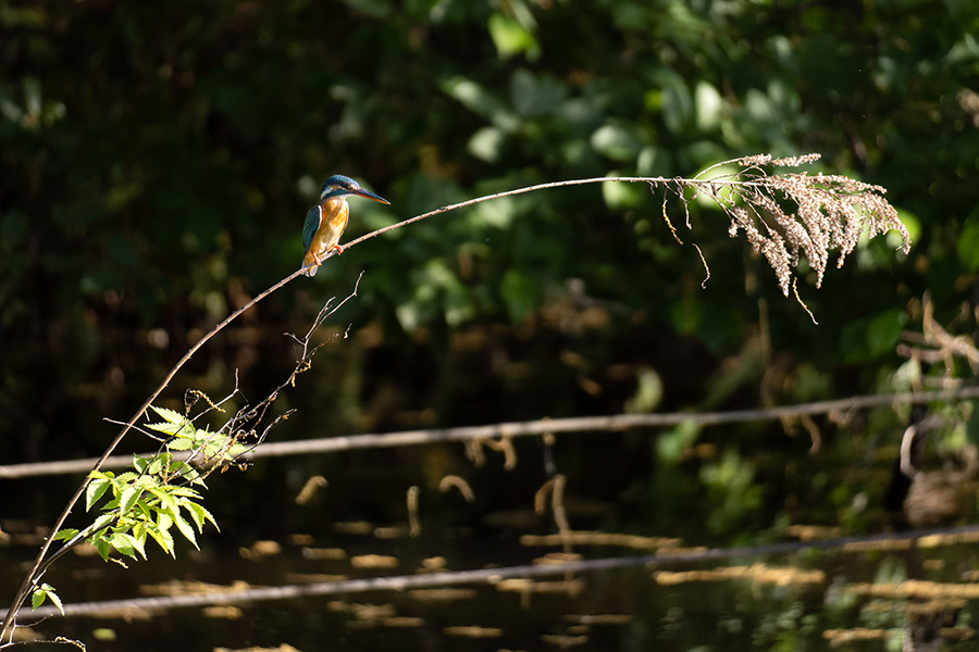 枯れた葦に留まるカワセミ
