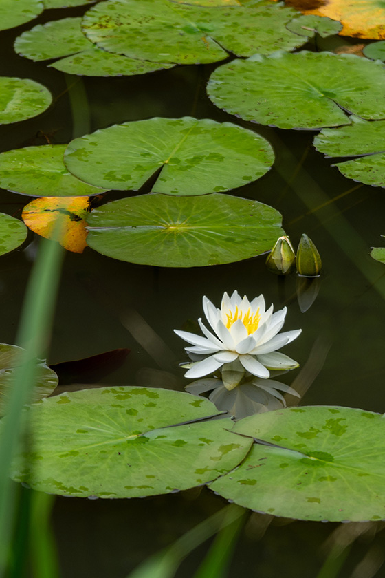 睡蓮の池