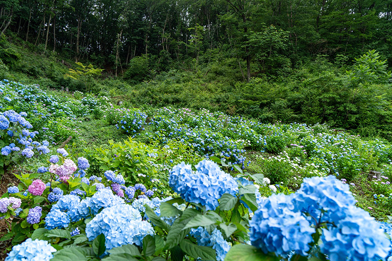 陽林寺裏手の斜面