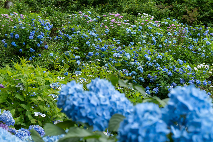 ちょうど見頃の紫陽花