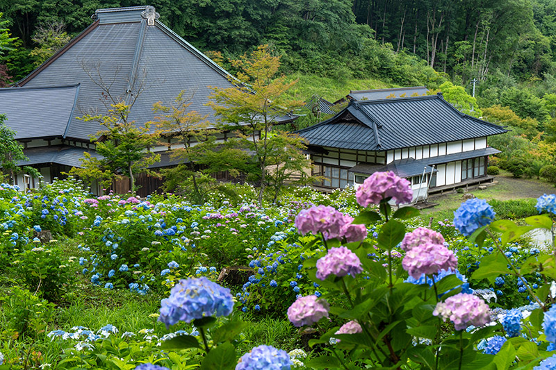 あじさいに囲まれた陽林寺