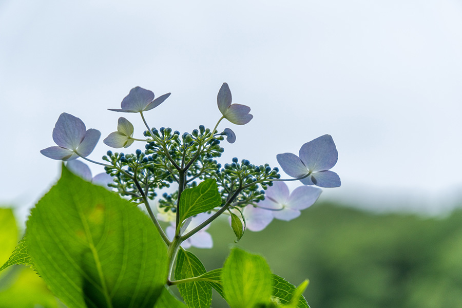 ガクアジサイ