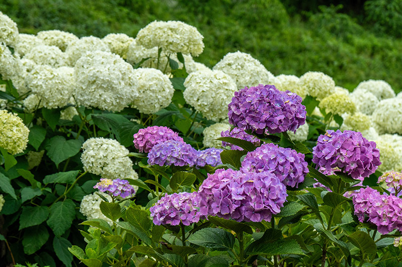 アナベルも見事