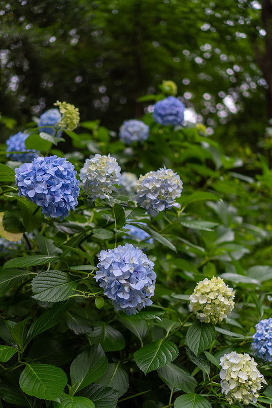 紫陽花