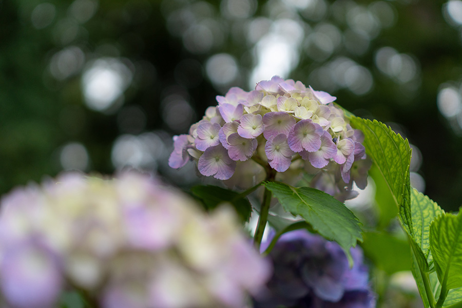 ピンクの紫陽花