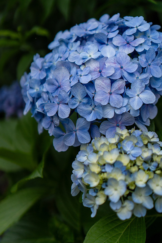 青い紫陽花