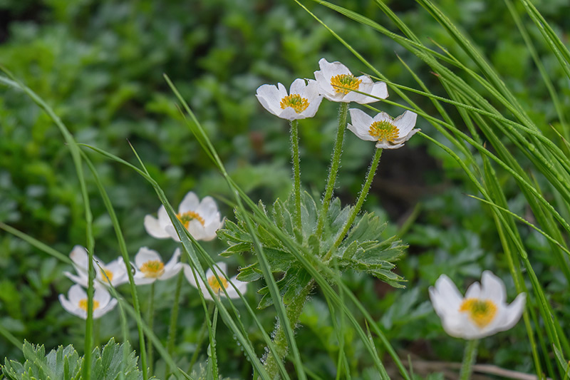 ハクサンイチゲ