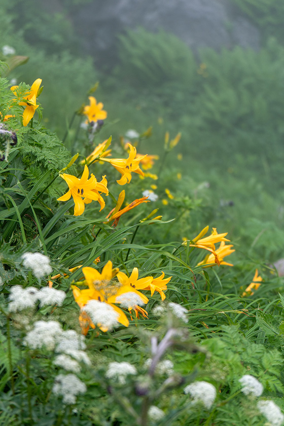 ニッコウキスゲ