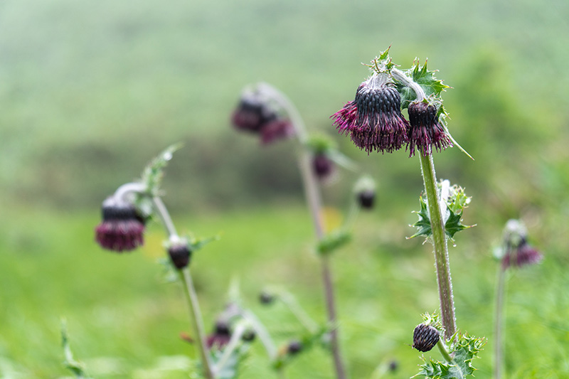 項垂れるチョウカイアザミ