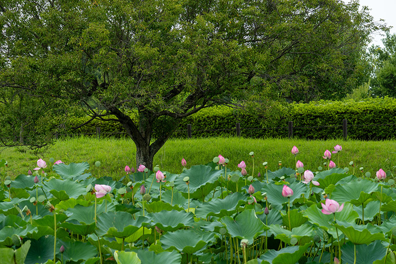 蓮の公園