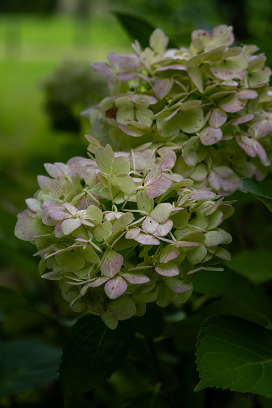 枯れた紫陽花・赤いやつ