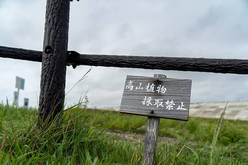 高山植物採取禁止！