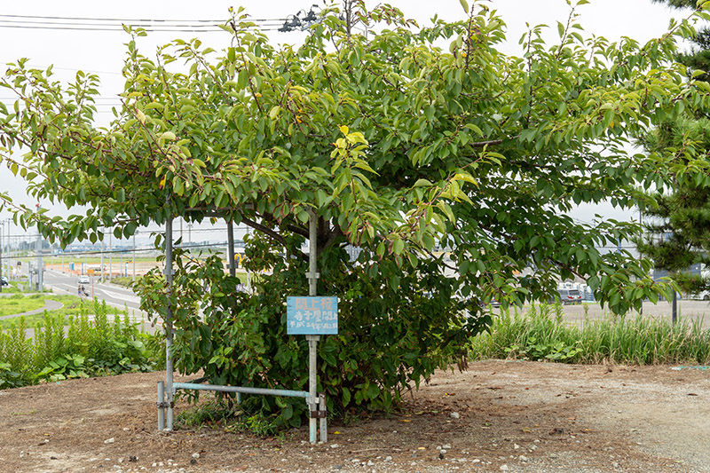 鎮魂と希望の桜
