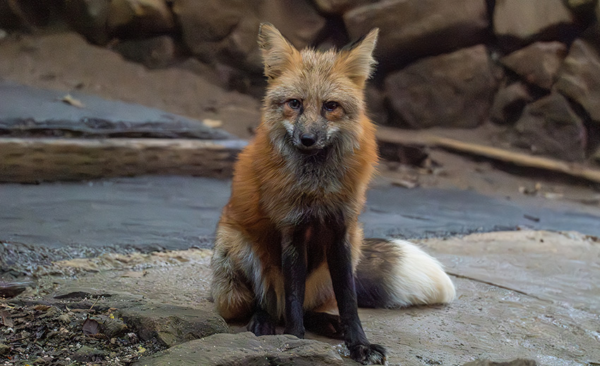 秋色狐 蔵王キツネ村 夏ver.】換毛期のきつね達もかわいい。／FOX VILLAGE