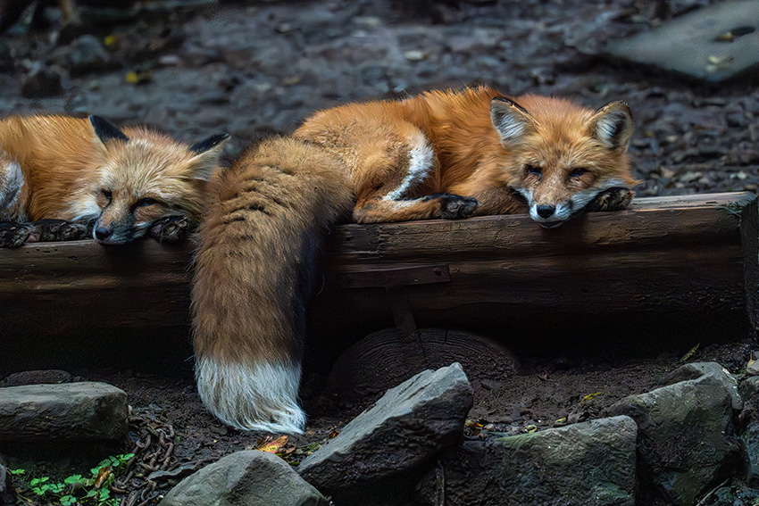 宮城蔵王キツネ村で，もふもふ狐たちに会ってきた - sunsun fineな日々