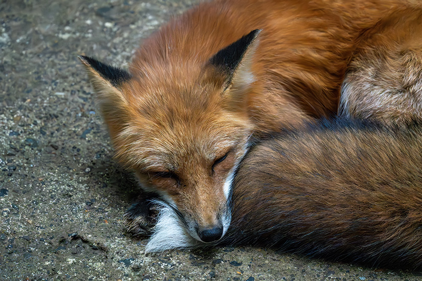 ⭐︎狐⭐︎ 仮面ライダーギーツ 4人のエースと黒狐』Blu-rayコレクターズ