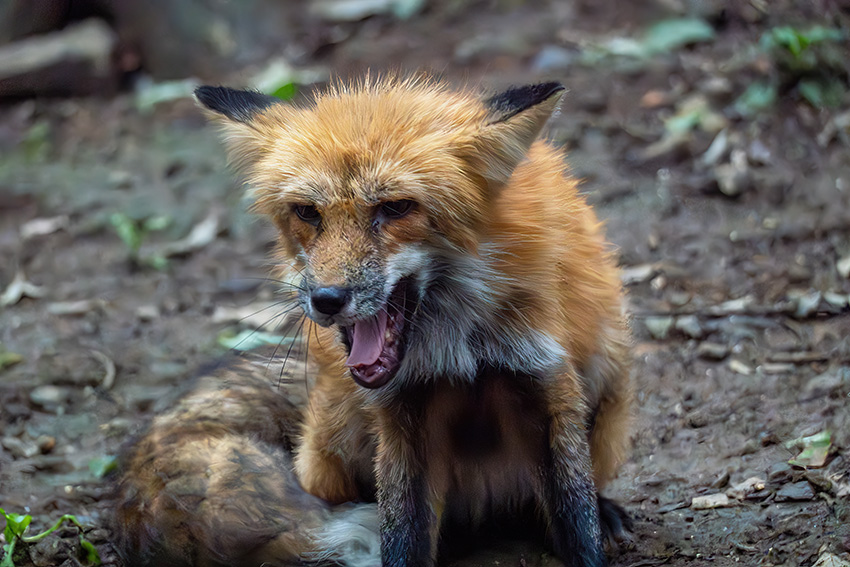 ⭐︎狐⭐︎ adidas Golf Originals ZX 8000 GORE-TEX Spikeless Golf Shoes Trace