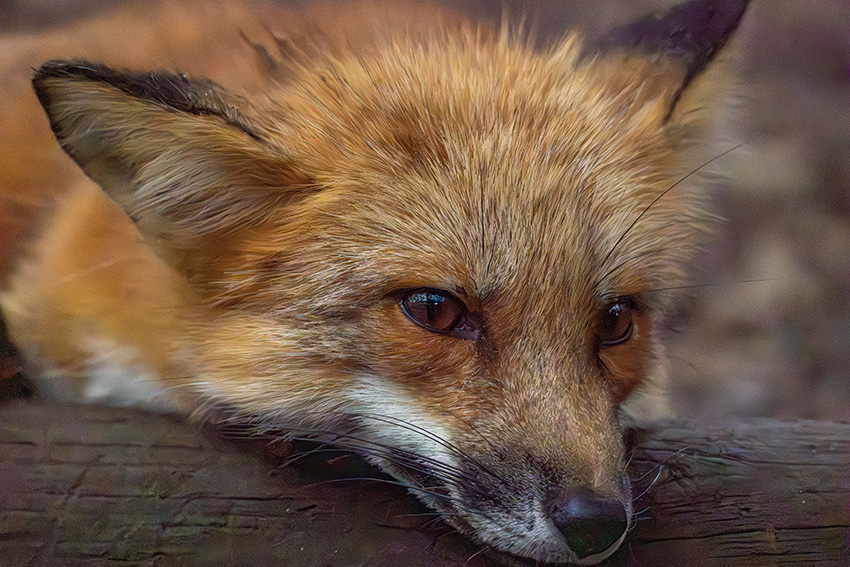 宮城蔵王キツネ村で，もふもふ狐たちに会ってきた - sunsun fineな日々