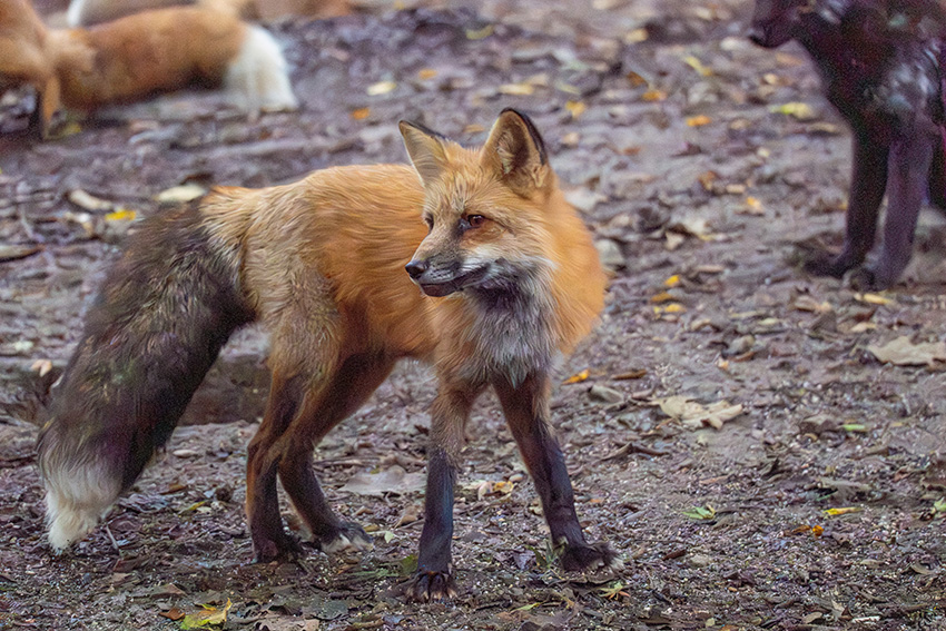秋色狐 蔵王キツネ村 夏ver.】換毛期のきつね達もかわいい。／FOX VILLAGE